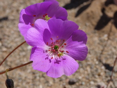 Cistanthe longiscapa