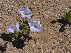 Nolana baccata