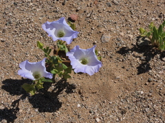 Nolana baccata