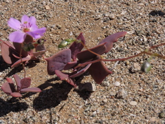 Cistanthe longiscapa