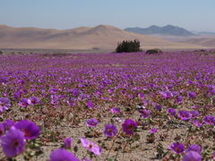 Cistanthe longiscapa