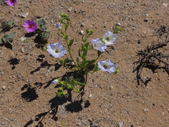 Nolana baccata