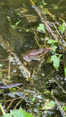 Pelophylax fukienensis