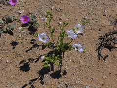 Nolana baccata