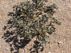 Euphorbia copiapina