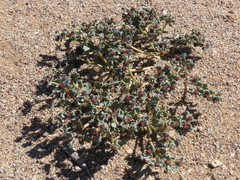 Euphorbia copiapina