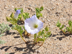 Nolana baccata