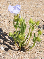 Nolana baccata