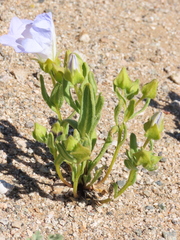 Nolana baccata