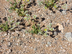 Microphyes litoralis