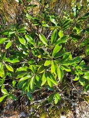 Brachyglottis buchananii