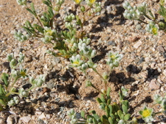 Microphyes litoralis