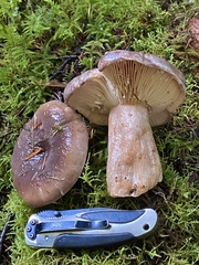 Lactarius kauffmanii