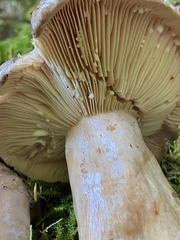 Lactarius kauffmanii