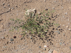 Fagonia chilensis