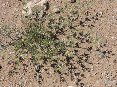 Fagonia chilensis