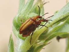 Gnathium minimum