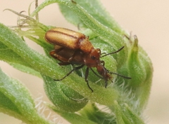 Gnathium minimum