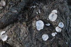 Poronia punctata