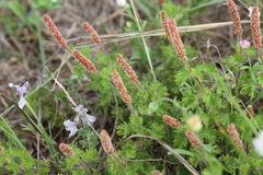 Acalypha radians