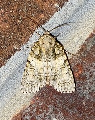 Acronicta modica