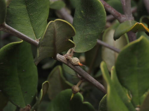 Image of Gayella valparadisaea by (c) Nicolás Lavandero, some rights reserved (CC BY)