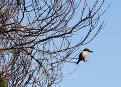 Todiramphus sanctus sanctus