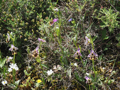 Ophrys fuciflora maxima