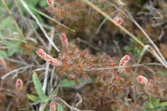 Acalypha radians