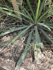 Furcraea guatemalensis