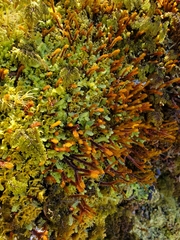 Chandonanthus squarrosus