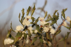 Hakea anadenia