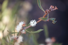 Hakea anadenia
