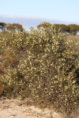 Hakea anadenia