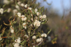 Hakea anadenia