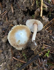 Inocybe albodisca