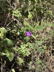 Ipomoea villifera