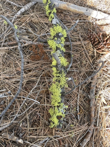iNaturalist observation photo of wolf lichen