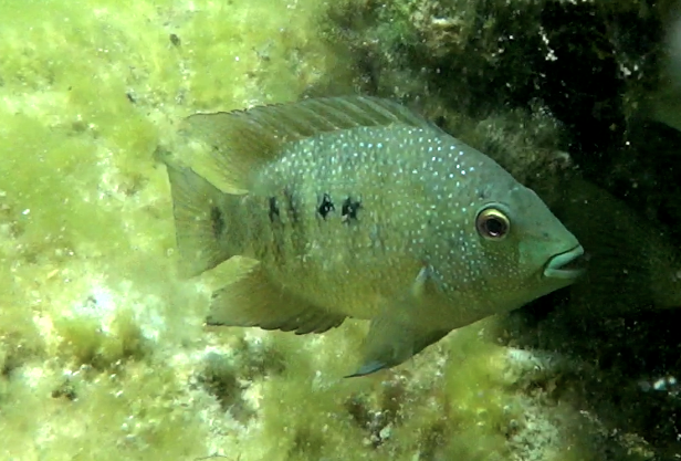 Herichthys