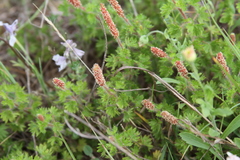 Acalypha radians