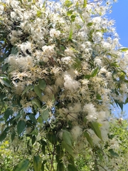 Clematis montevidensis