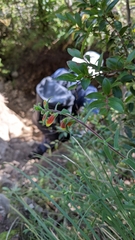 Castilleja quirosii
