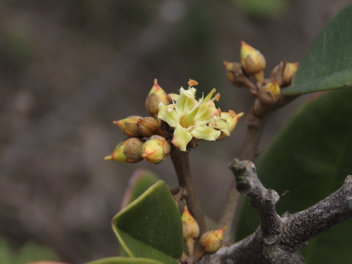 Image of Gayella valparadisaea by (c) Nicolás Lavandero, some rights reserved (CC BY)