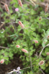 Acalypha radians