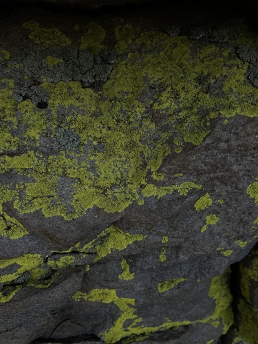 iNaturalist observation photo of yellow map lichen
