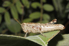 Phaulotettix