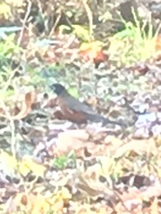 Turdus migratorius