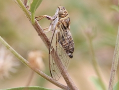 Diceroprocta texana