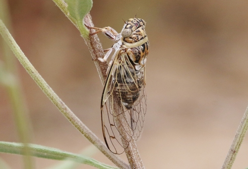 Diceroprocta texana (Davis, 1916)