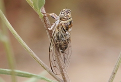 Diceroprocta texana